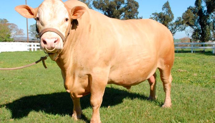 IDR-Paraná e associação de criadores realizam exposição da raça Purunã no Show Rural